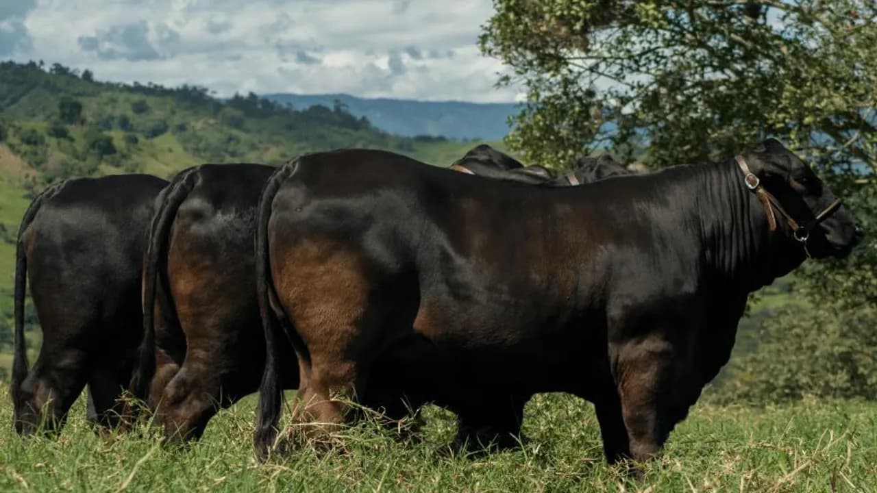 Tres toros negros de raza Brangus parados sobre una pastura verde con árboles y colinas de fondo