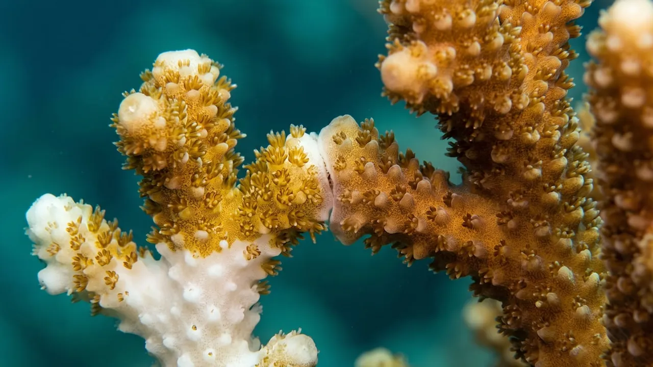 Dos ramas de coral en contacto bajo el agua, una con tejido blanquecino y otra con pólipos de color ocre dorado.