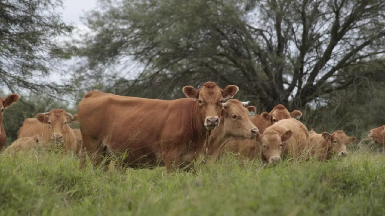 Grupo de vacas y vaquillas de pelaje marrón pastando en un campo verde rodeado de árboles.
