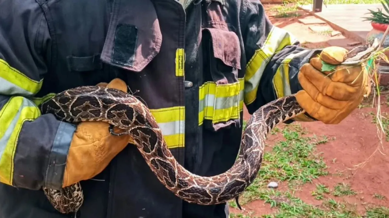 Bombero con traje protector y guantes gruesos sostiene con ambas manos una serpiente yarará de gran tamaño.