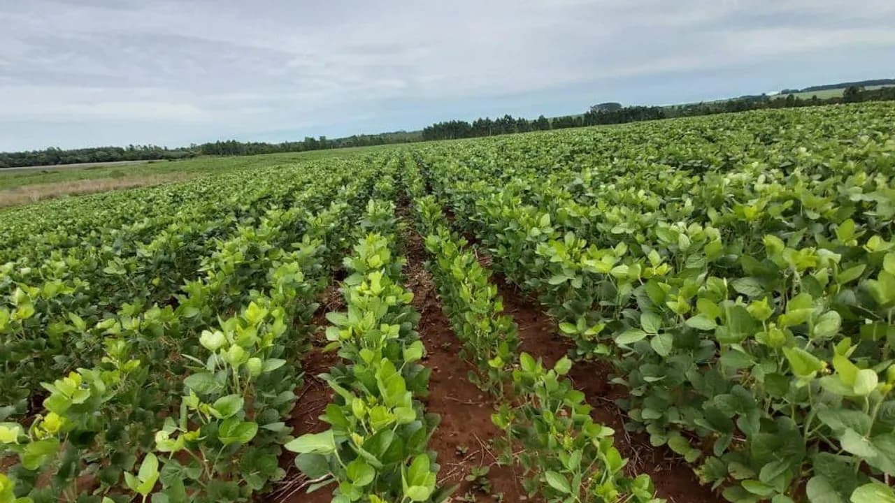 Cultivo de plantas verdes de soja alineadas en hileras sobre tierra rojiza bajo un cielo nublado