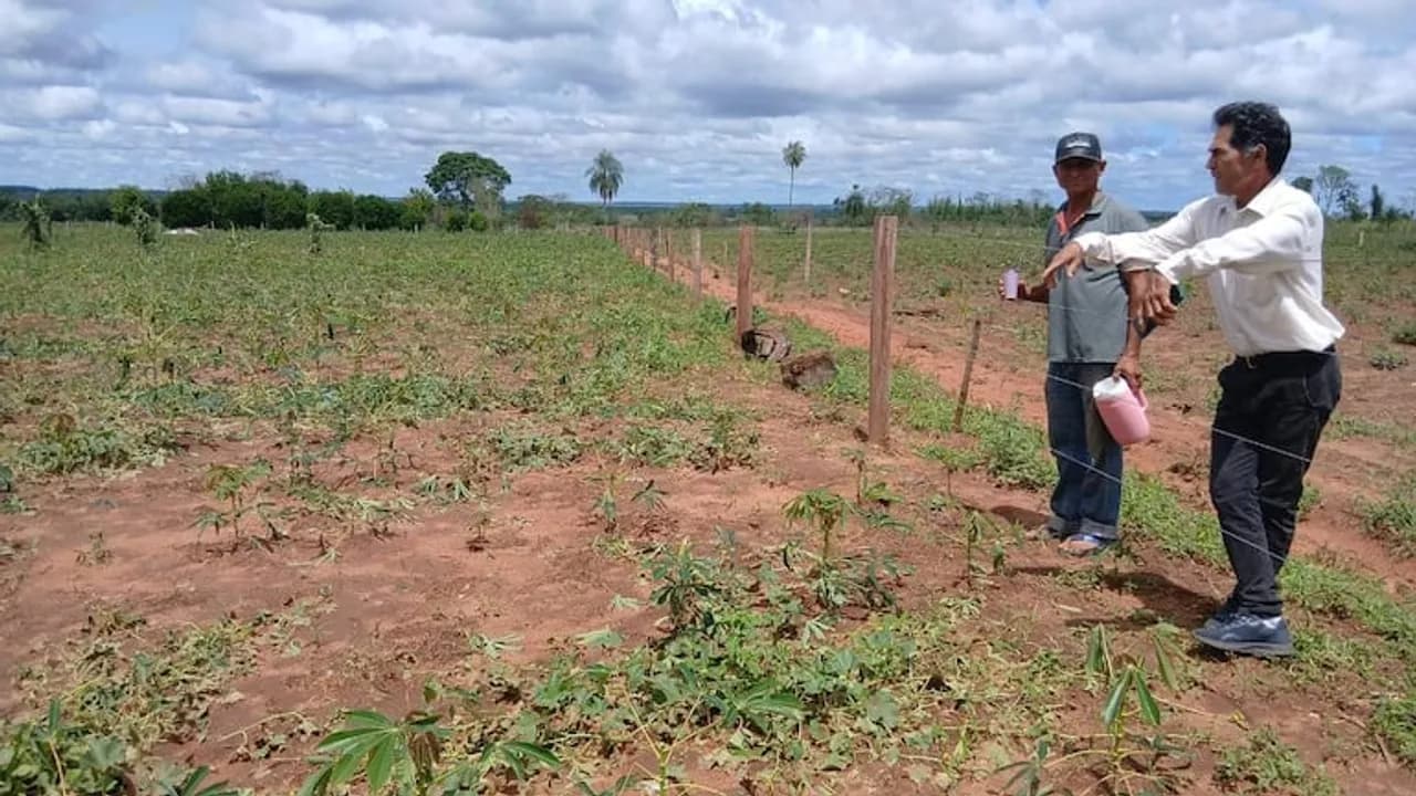 Dos hombres observan y señalan un cultivo agrícola dañado junto a un alambrado bajo un cielo nublado.