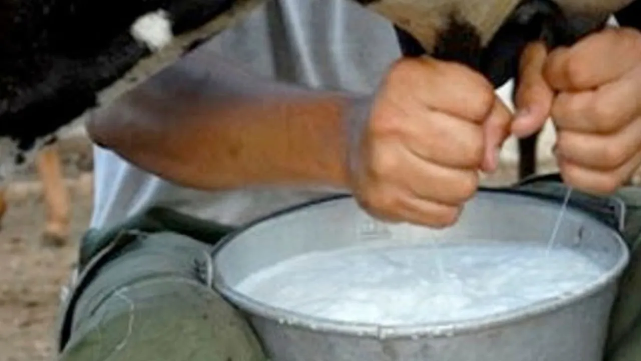 Manos de un trabajador ordeñando una vaca de forma manual sobre un balde metálico lleno de leche fresca.