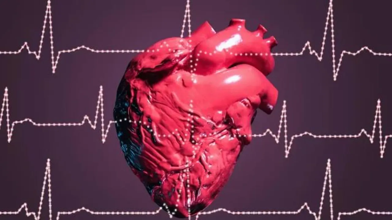Modelo anatómico de un corazón humano de color rojo brillante rodeado por líneas de electrocardiograma.