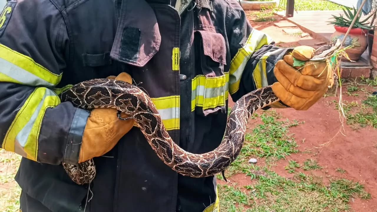 Bombero con traje protector y guantes sostiene una serpiente yarará de gran porte en un patio.