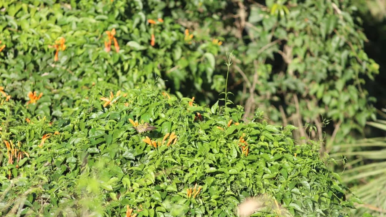 Matorral verde tupido con flores tubulares de color naranja encendido y un picaflor en pleno vuelo sobre las ramas.